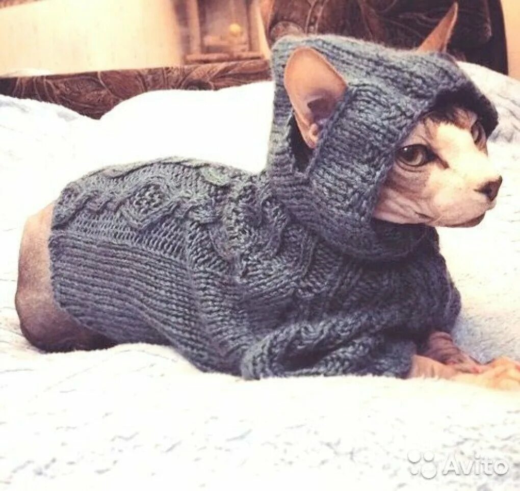 вязаная одежда для кошек. сфинкс в кофте. вязаная одежда для кошек. свитер для кошки. вязаные вещи для кошек.