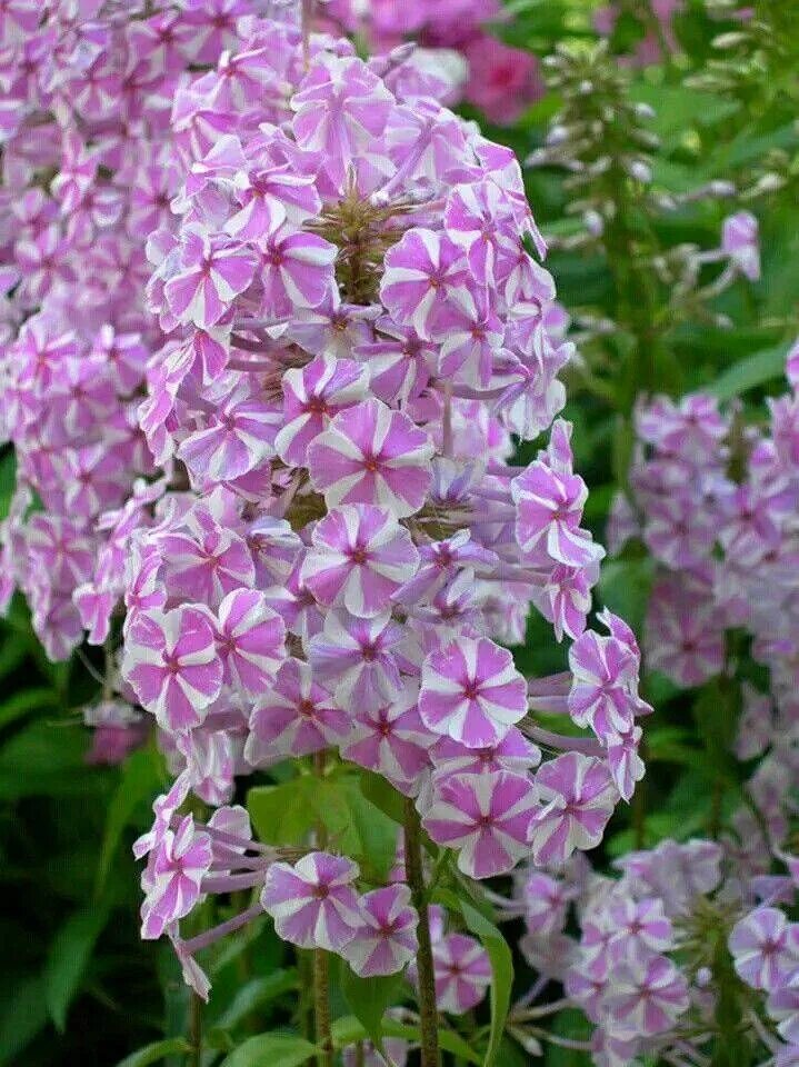 Типы флоксов
