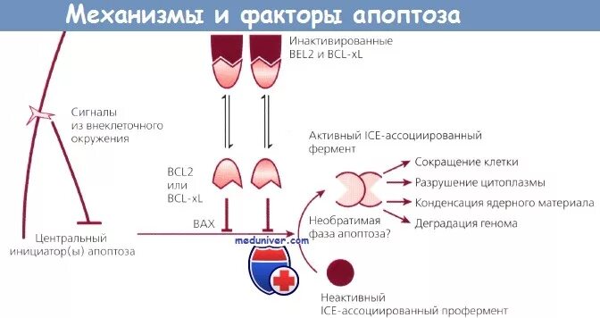 Апоптоз механизм. Механизм апоптоза. Факторы апоптоза. Механизмы индукции апоптоза. Содержит ферменты осуществляющие апоптоз