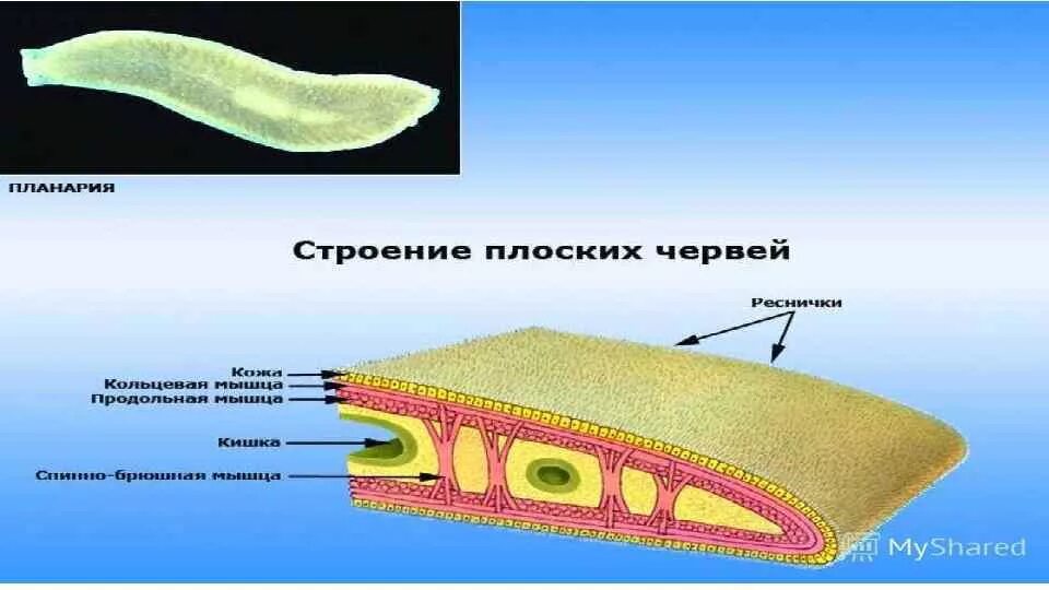 Плоские черви примеры названия. Тип плоские черви строение планарии. Тип плоские черви класс Ресничные строение. Кожно-мускульный мешок планарии. Кишечная полость у плоских червей.