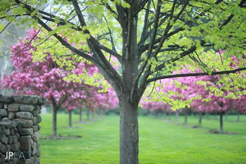 Большое дерево в саду gif. Tree Care in Spring. Land canal into big Tree.