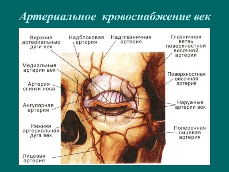 Левой глазницы. Сосуды глазницы анатомия. Медиальные и латеральные артерии век. Ветви глазной артерии анатомия. Ветви подглазничной артерии.