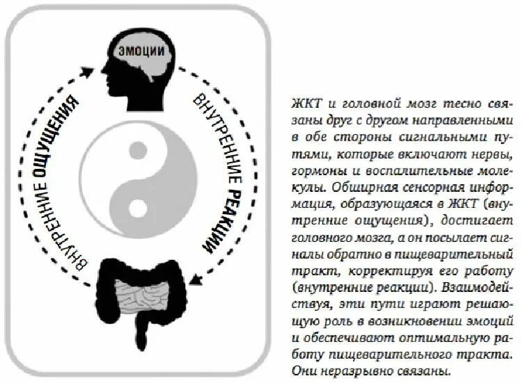 Книга мозги и кишечник. Кишечник второй мозг книга. Кишечник управляет мозгом книга. Нервы и ЖКТ связь картинки с юмором. Мозг и желудок картинки с юмором.