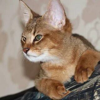 Кошка чаузи ф1