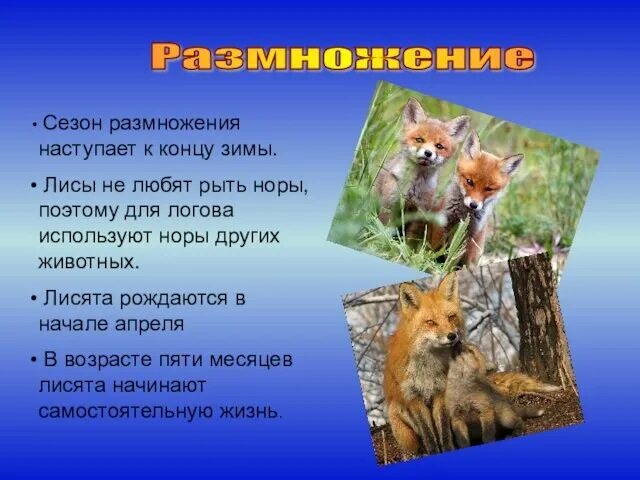 Презентация на тему лисы. Описание лисы. Размножение и развитие лисы. Лиса дикое животное информация.