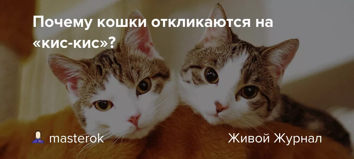 Кис кис. Кис-кис звать кошку. Почему кошки откликаются на кис кис. Почему кошки реагируют на кис. Почему кошку зовут кошку