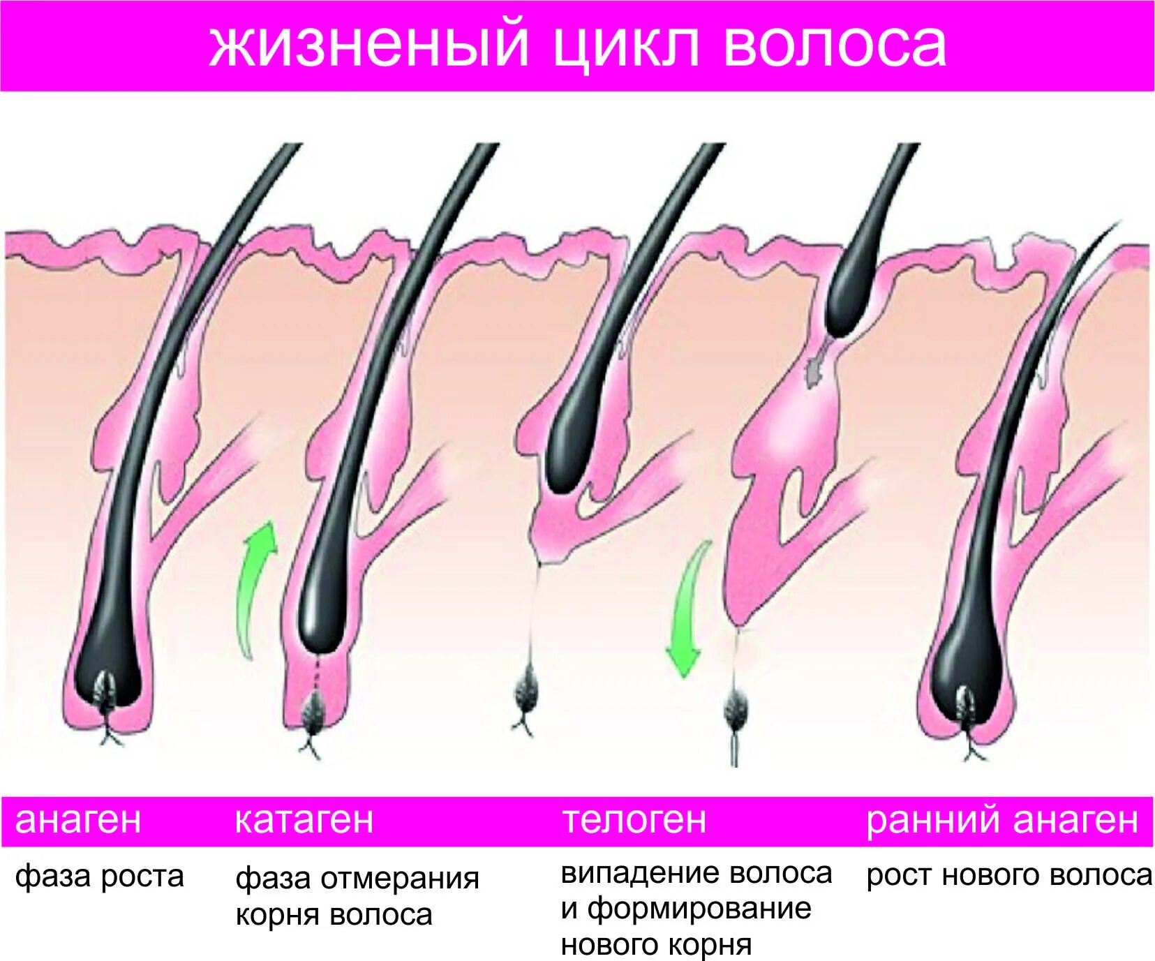 Корень волоса погружен в окруженную. Анаген телоген. Фаза роста анаген. Анаген катаген телоген. Стадии роста волос анаген.