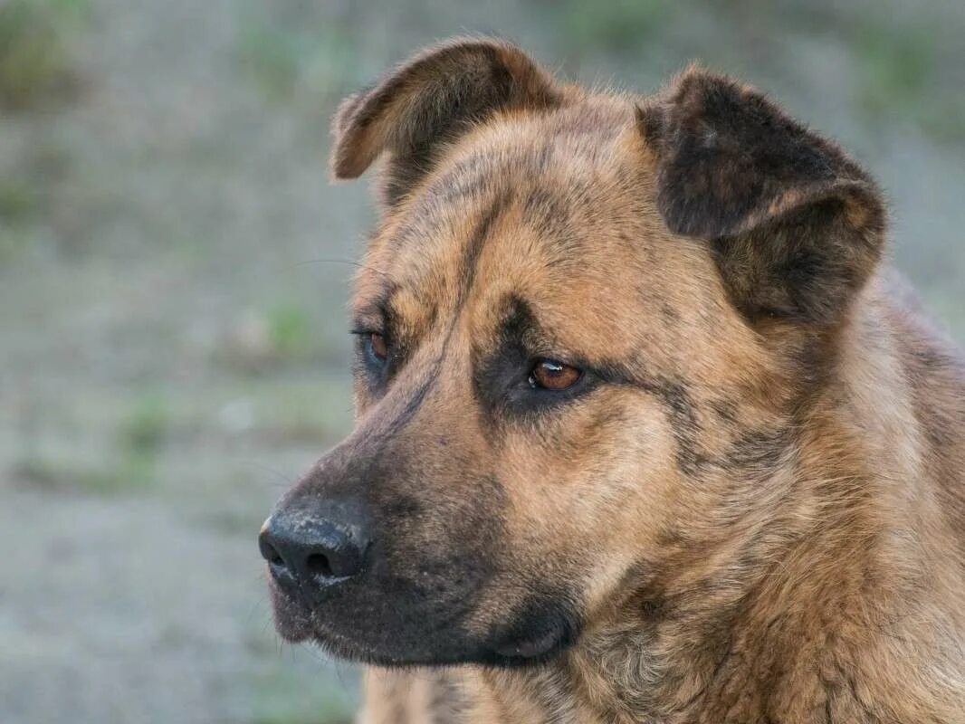 Барбос собака порода. Барбос. Барбос порода собак. Барбос дворняга. Фото Барбоса собаки.