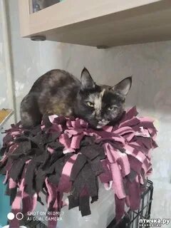 Кошкин день