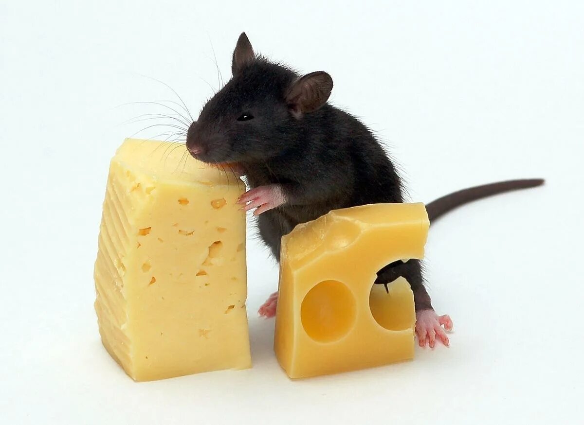 Мышки съели 10 головок сыра. 6 класс 1 часть математика упражнение 529. Мышь съел головку сыра. Задача про мышек и головки сыра. Мышки съели 10 головок сыра.