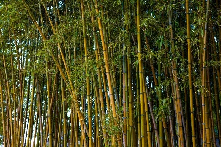 Сколько растет тростник. Бамбук золотой (Golden Bamboo). Мексиканский Плакучий бамбук. Бамбук Широшима. Бамбуковый лес Тайланд.