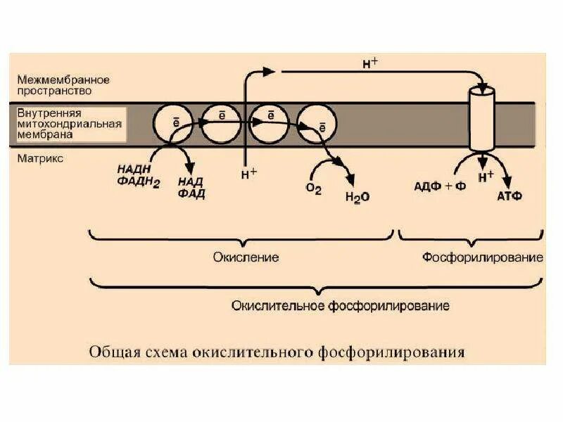 Недостаточность митохондриальной ацетоацетил коа тиолазы дефицит Ацетоацетил КОА