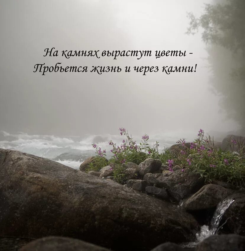 Жизнь камня смысл. Фразы про природу. Высказывания о жизни и цветах. Высказывания о природе. Афоризмы о красоте жизни.