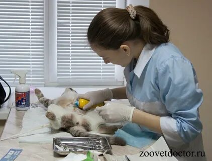 Оазис брянск ветеринарная