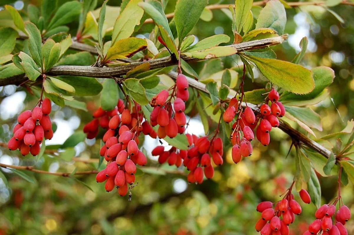 Барбарис южный. Барбарис продолговатый berberis oblonga. барбарис обыкновенный berberis vulgaris. барбарис обыкновенный гф. барбарис обыкновенный саженец.