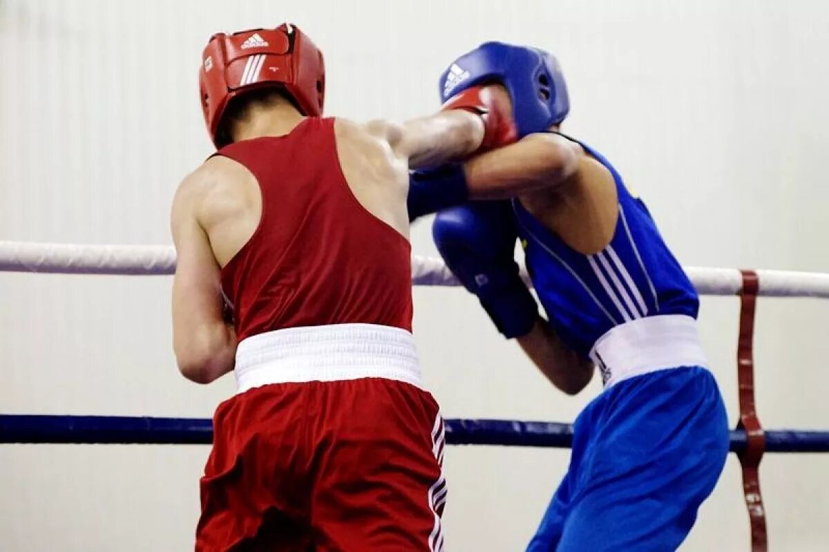 косметткк бокся. любительский бокс. боксера без. павел мамешин боксер. боксера без.