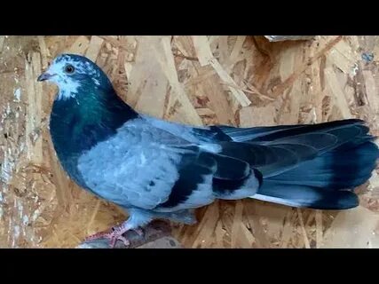 Голуби бучеловский