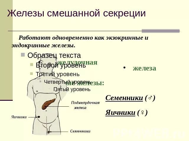 Железы смешанной секреции 8 класс биология. Железы смеганнойсекреции. Эндокринные железы смешанной секреции. Железы смешанной секреции человека. Какие железы являются смешанной секреции