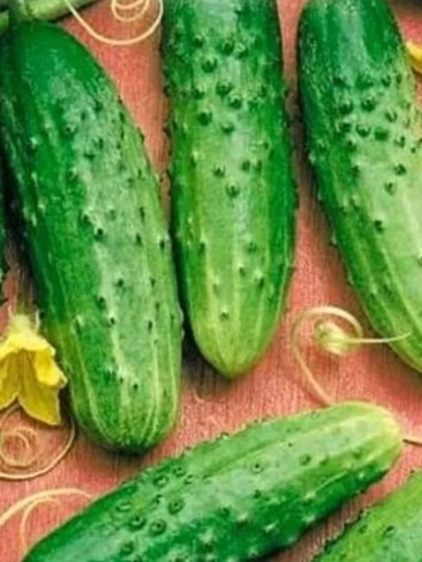 Огурцы сорт огурец засолочный. Огурец корнишон само совершенство f1 уральский дачник. Гавриш. Огурцы сорт колибри. Огурец сорт парижский корнишон.