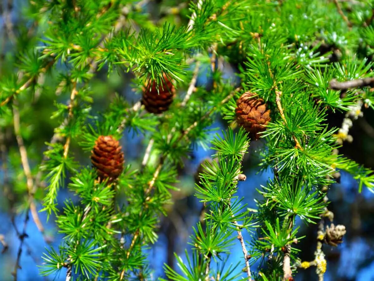 Как выглядит лиственница европейская. Лиственница сибирская larix sibirica. лиственница тонкочешуйчатая. лиственница японская кемпфера. лиственница диана.