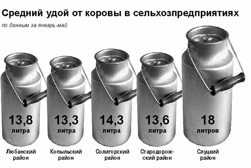 Сколько литров дает корова молока в день. Средняя удойность коровы в день. Суточный надой молока. Сколько корова дает молока в сутки. Средний удой молока в сутки.