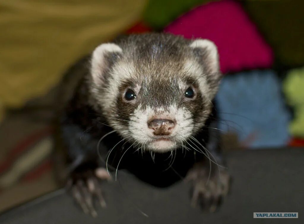 хорька сему. взрослый хорек. хорька сему. морской хорек. хорьки домашние.