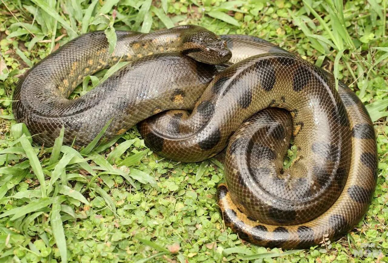 Анаконда материк. Анаконда змея. Анаконда eunectes murinus. Зеленая Анаконда (eunectes murinus). Водяной удав Анаконда.