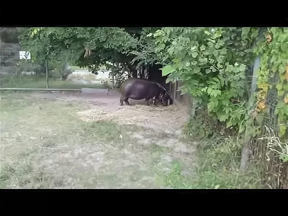 Песня видео бегемот. Бегемот в ростовском зоопарке. карликовый бегемот в ростовском зоопарке. бегемот риф ростовский зоопарк. бегемот в зоопарке.