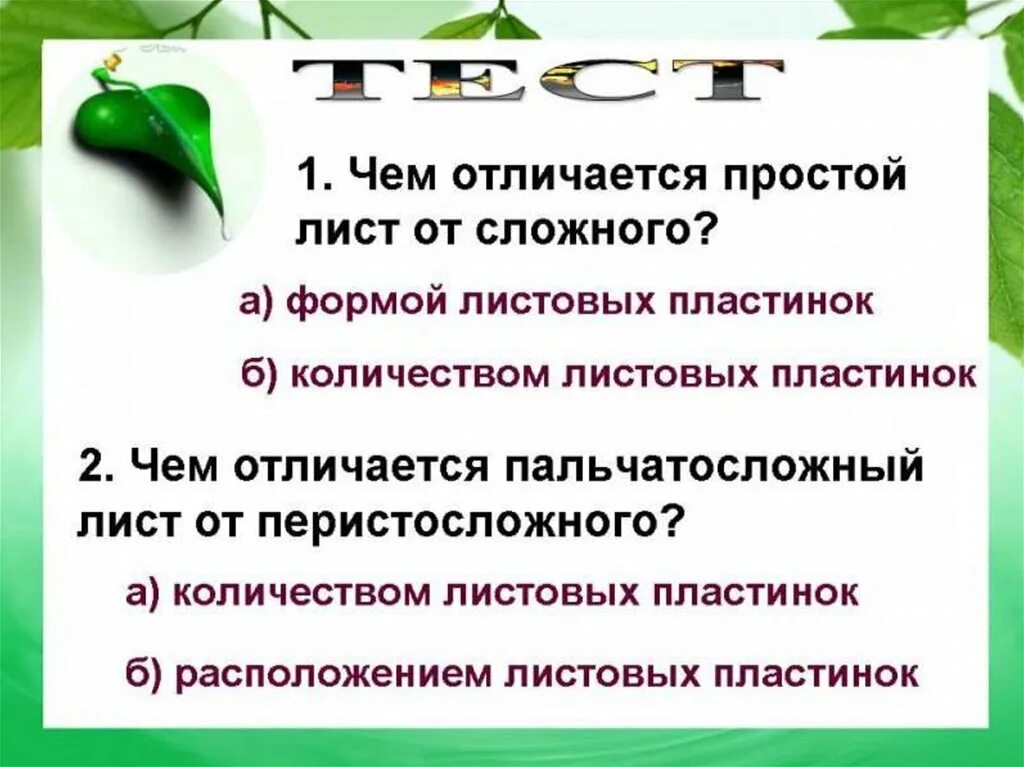 Чем отличается сложное. Чем сложный Лис отличается от простооо. Чем отличаются простые и сложные листья. Простой и сложный лист различия. Чем сложный лист отличается от просто.