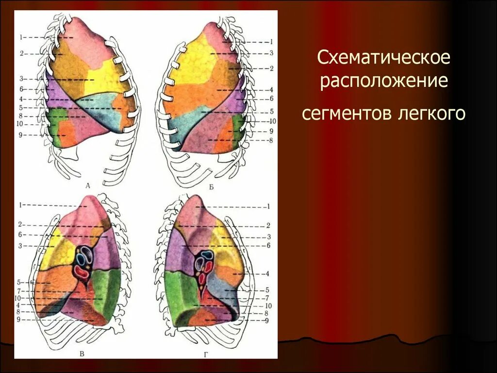 Сегментарное строение легкого схема. Сегменты средней доли правого легкого. Сегмент s3 правого легкого располагается. Легкое строение анатомия сегменты. Сегменты легкого размеры.