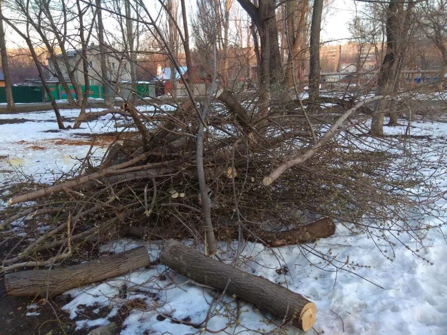 Вырубка деревьев на генерала карбышева. Вырубка деревьев в измайловском парке. володарское шоссе вырубка деревьев. электрозаводская вырубка сквера.