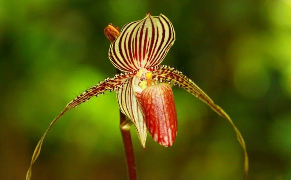 Пафиопедилум Ротшильда. Орхидея Ротшильда Paphiopedilum. Орхидея золото Кинабалу. Башмачок Ротшильда Орхидея. Золото кинабалу