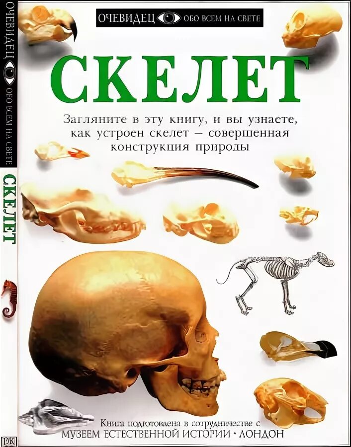кабир - скелеты книга. детская книга про скелетов. скелеты. скелет с книжкой. скелет книги.