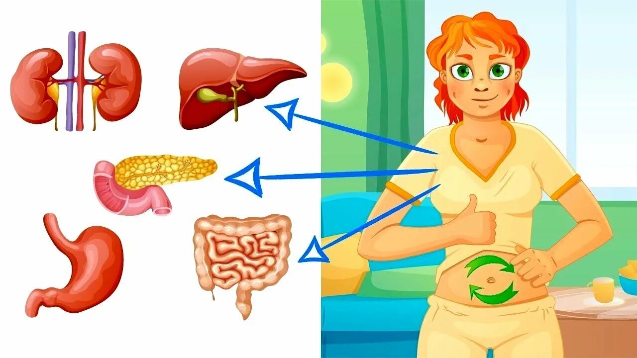 Органы очищения организма. Здоровый ЖКТ. Органы детокса. Организм накапливает воду