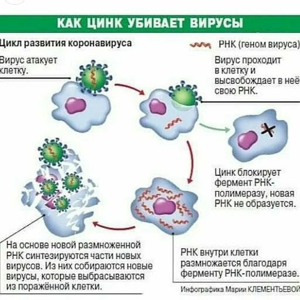 Цикл развития коронавируса. Вирус в организме. Цинк при коронавирусе. Клетки которые убивают вирусы.