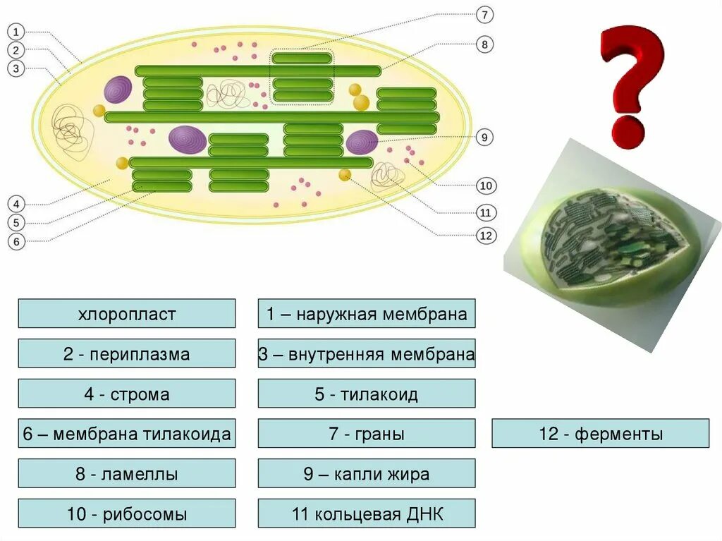 Хлоропласты имеют мембраны. Внутренняя мембрана тилакоида хлоропласта. Мембрана тилакоида. Мембраны хлоропласта Втилакоидах. Люмен тилакоида хлоропласта.