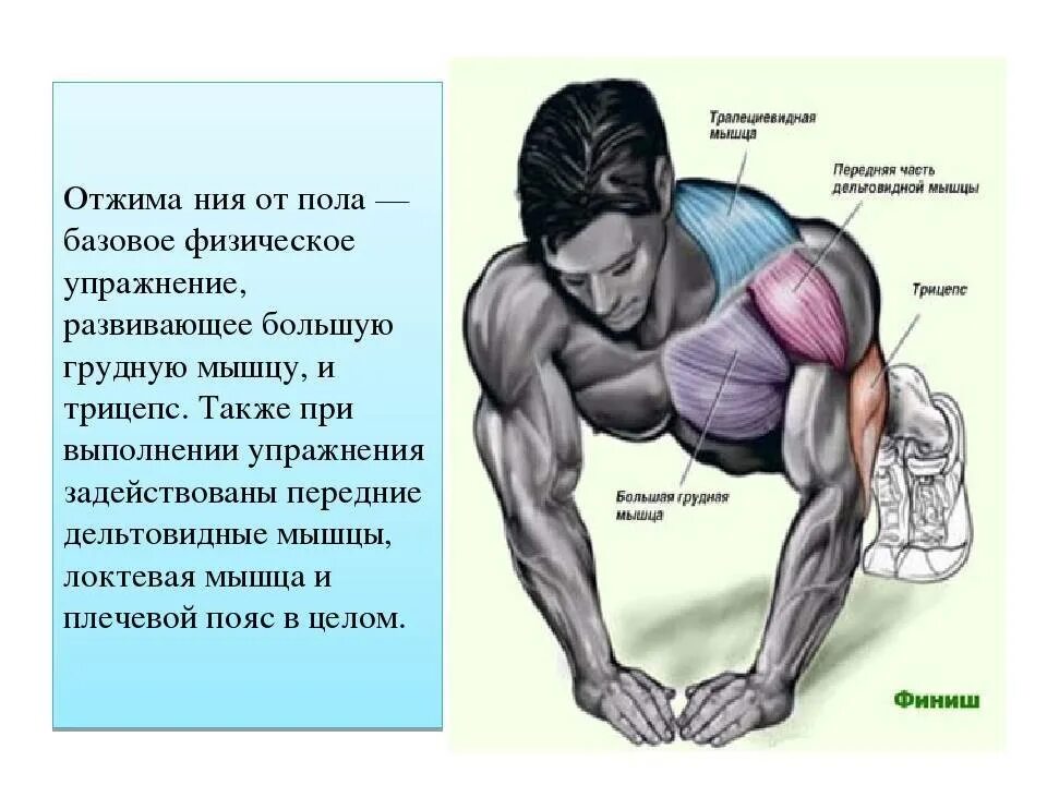 Польза отжиманий от пола для мужчин. Упражнения на грудные мышцы отжиманиями. Отжимания какие мышцы. Отжимания для мышц груди. Правильные отжимания для грудных мышц.