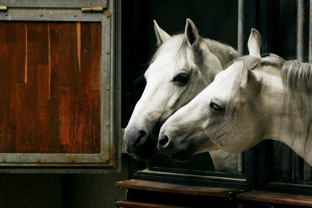 Музыка horses. Липицианская порода лошадей. Липпицианский жеребец. Липпицианская лошадь морда. Липицан лошадь.