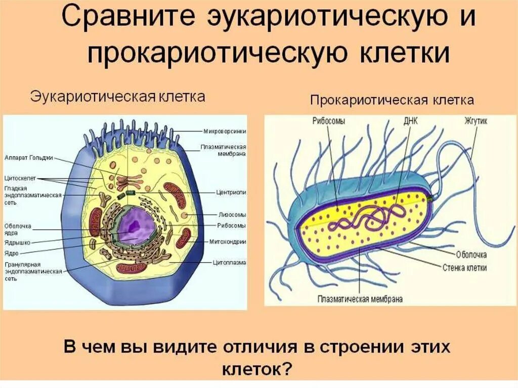 Прокариоты представлены. Строение клетки прокариотической клетки. Схема строения прокариотической и эукариотической клеток. Строение клетки эукариот. Строение эукариот эукариоты клеток.