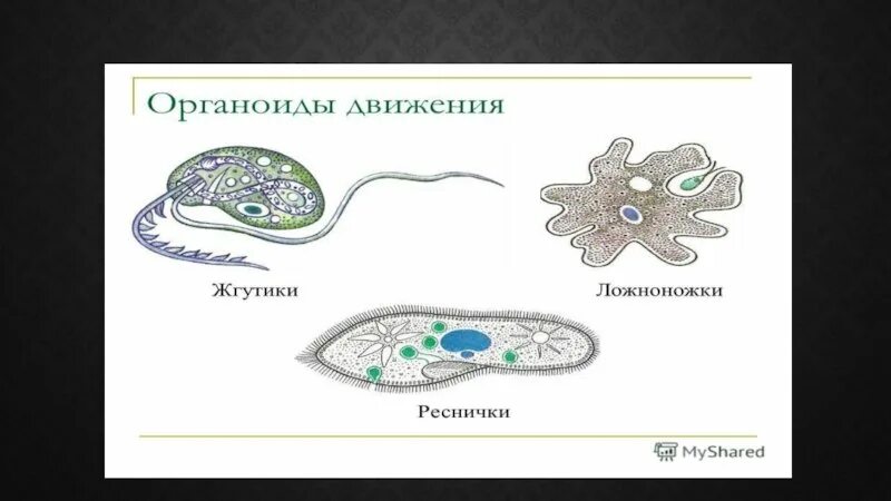 Органы движения. Органоиды движения клетки. Ложноножки жгутики реснички. Органоиды движения реснички и жгутики. Органоиды передвижения простейших.