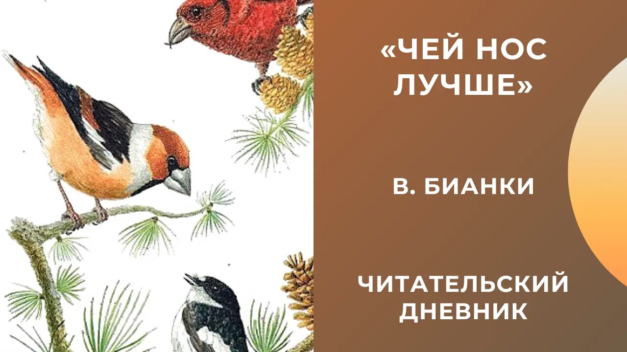 Читательский дневник бианки чей нос. Бианки в.в. "чей нос лучше?". Чей нос лучше Бианки читательский дневник. Чей нос лучше? Сказки Бианки. Чей нос лучше иллюстрации к рассказу.