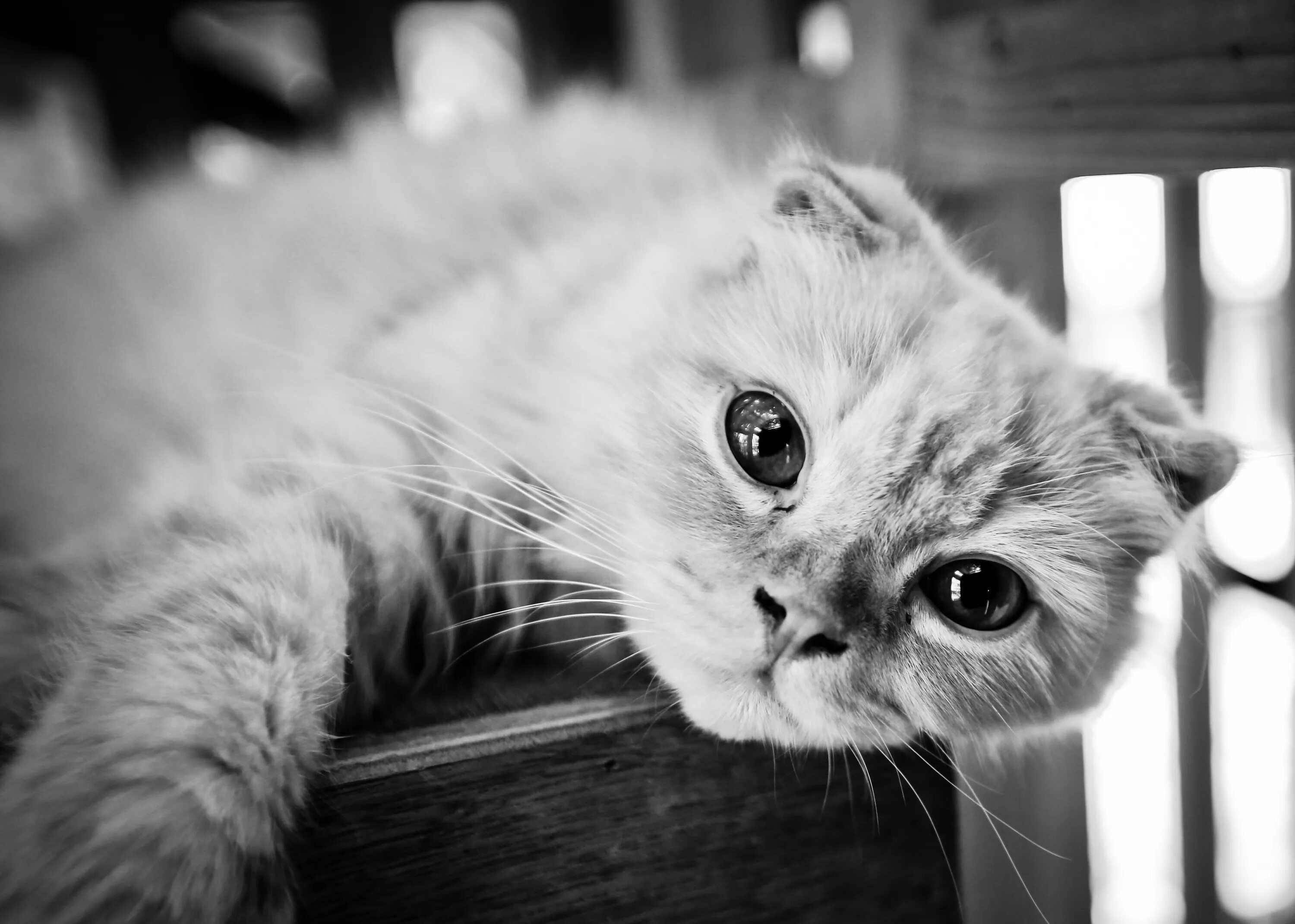 Вислоухая черно белая кошка