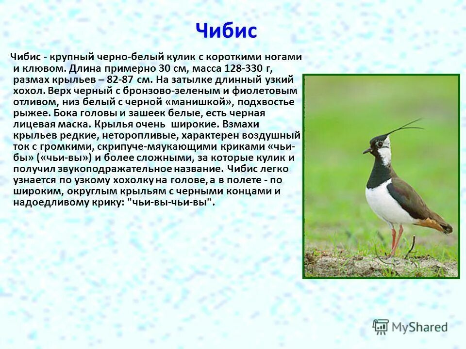 Чибис в Ленинградской области. Чибис Перелетная птица описание. Кулик, Чибис, журавль. Кулик - Чибис птица перелётная. Чибис птица описание