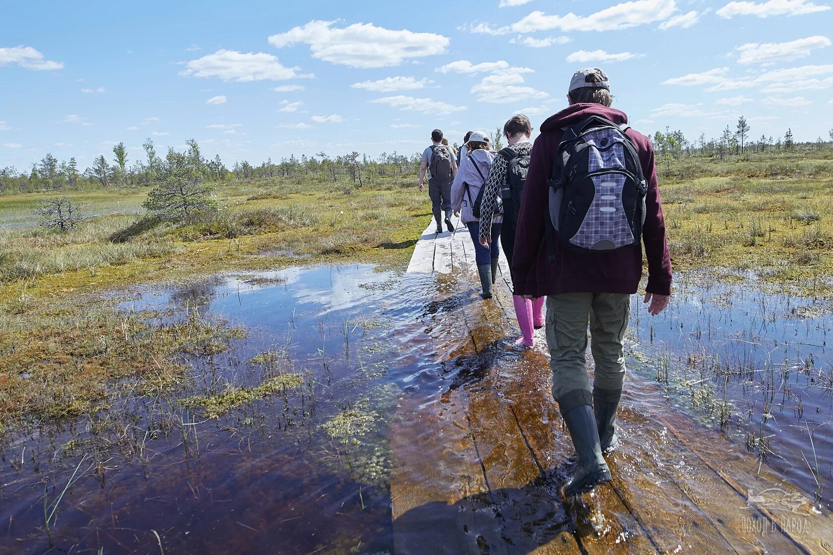 В исследованной воде из местного болота. Болото Ельня Беларусь. Болото Ельня экоторопа. Ольманские болота Беларусь. Заповедник Ельня.