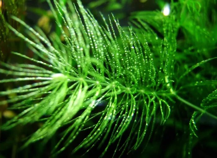 Блестянка аквариумное растение. Водоросли и кислород. Аквариумные растения выделяют. Водоросли выделяют кислород.