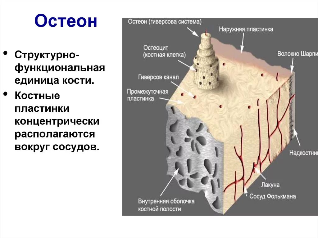 Структурно-функциональная единица кости Остеон. Структура кости Остеон. Костные пластинки остеона. Строение кости Остеон. Остеон ткань