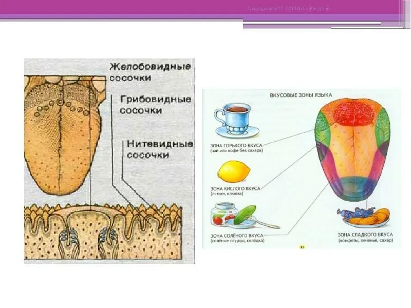 Вкусовой анализатор 8 класс биология. Вкусовой анализатор человека биология 8 класс. Схема вкусового анализатора биология 8 класс. Кожно мышечная чувствительность обоняние вкус 8 класс биология. Анализаторы обоняния и вкуса