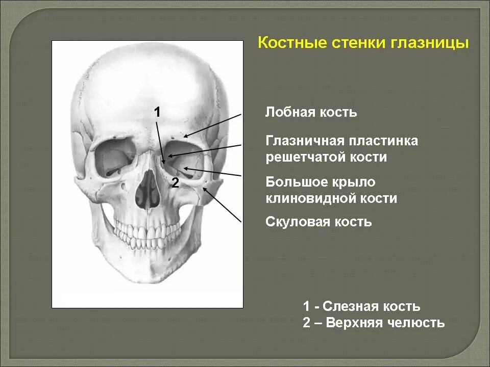Костя образованные