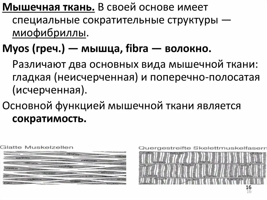 Каким уникальным свойством обладает мышечная ткань поясните