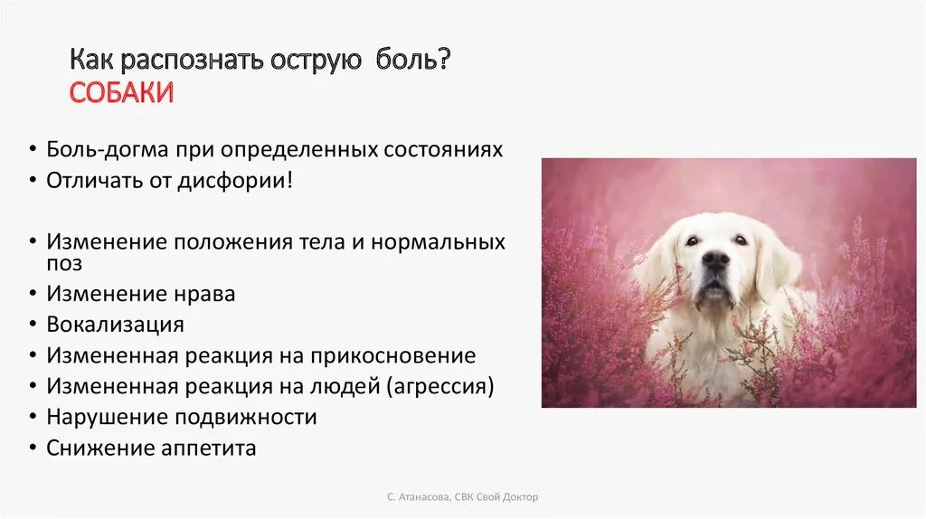 Как понять что у собаки проблемы. Признаки боли у животных. признаки дискомфорта собаки.